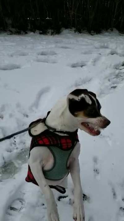 Daisy catches a snowball.