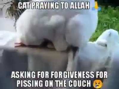 CAT ASKING ALLAH🕋🧎&zwj;♂️ FOR PISSING 🤢 MAY HE HAVE CIRUMSIZED COCK