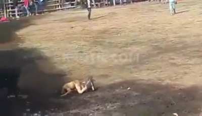 Starts off a vegetable but I&rsquo;m pretty sure he&rsquo;s dead after he flops.