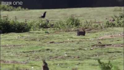 Stoat taking down rabbit 10 times it&rsquo;s size.