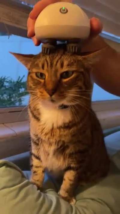 My husband got a head massager for our 3 legged cat, Tater. She&rsquo;s obsessed.