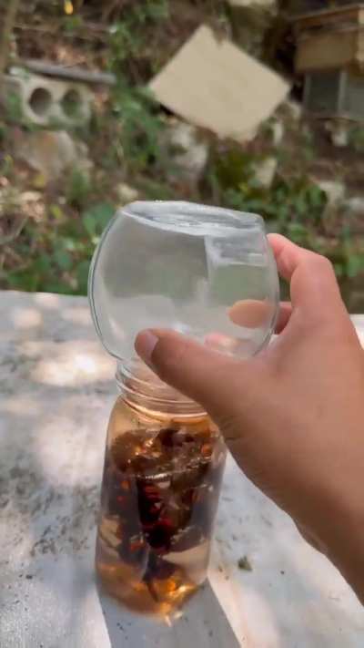 Wasp catcher