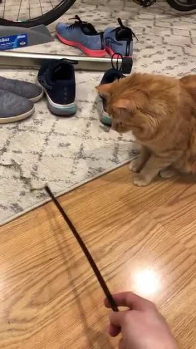 A hard &ldquo;No&rdquo; on the new bird toy