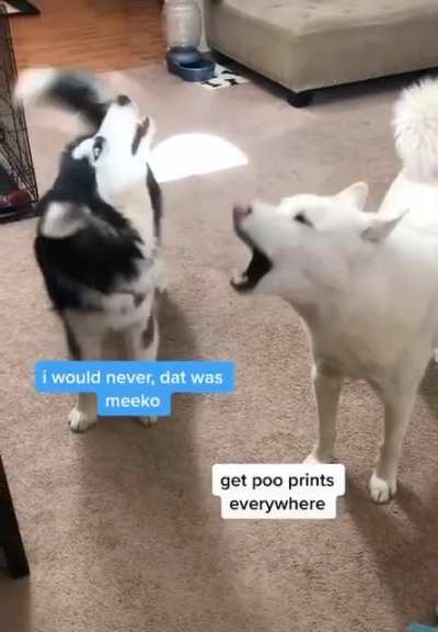 Huskies