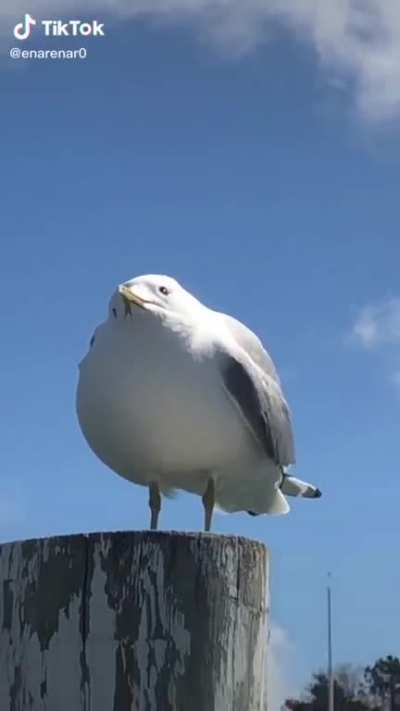 What an interesting bird