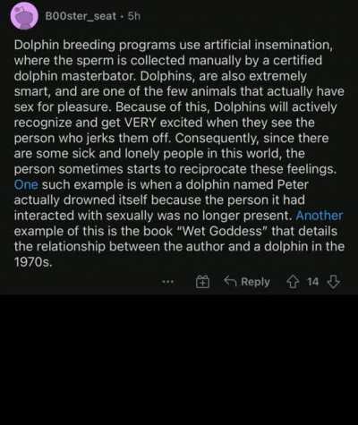 dolphin
