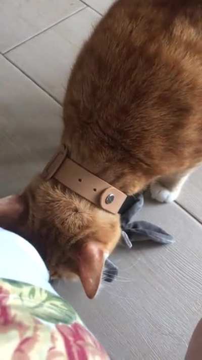 Saw a post here of a ginger cat playing fetch. I thought only my cat does that 😅 (don&rsquo;t ask me about his odd meows)