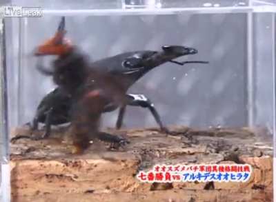 Beetle cuts giant hornet in half