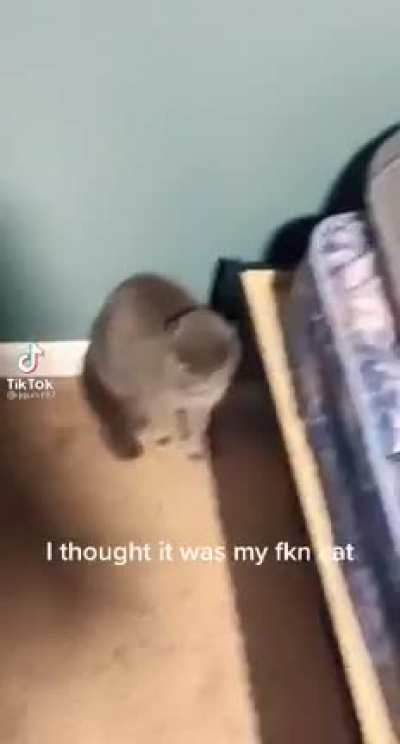 That&rsquo;s a mad kitty