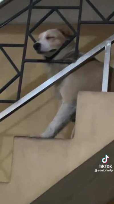 poor doggo