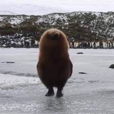 Forbidden Kiwi 🥝
