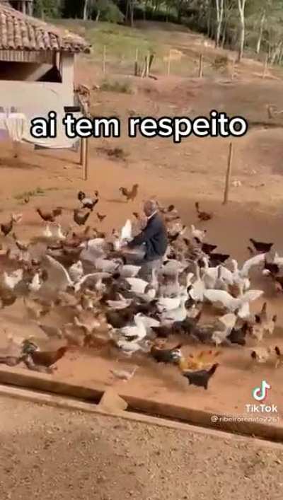 As galinhas de santo ber&ccedil;o