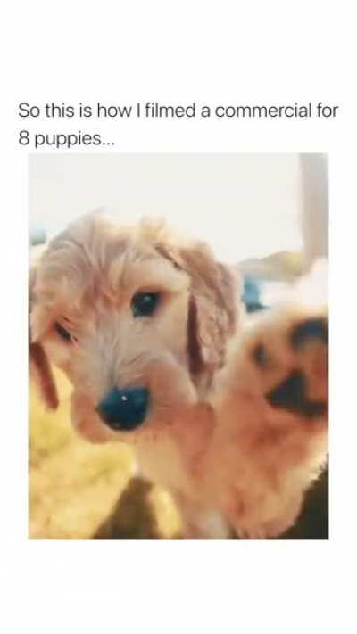 Filming a puppy commercial