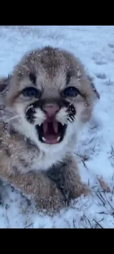 "Bring me home hooman!"