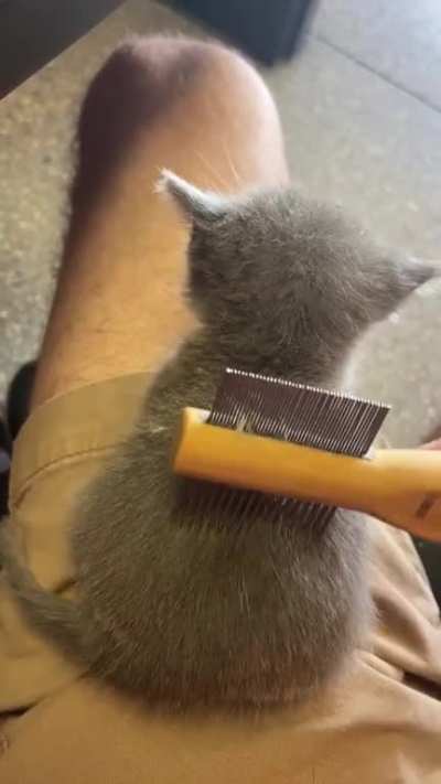 Fuzzy wee one gets a brushin&rsquo;