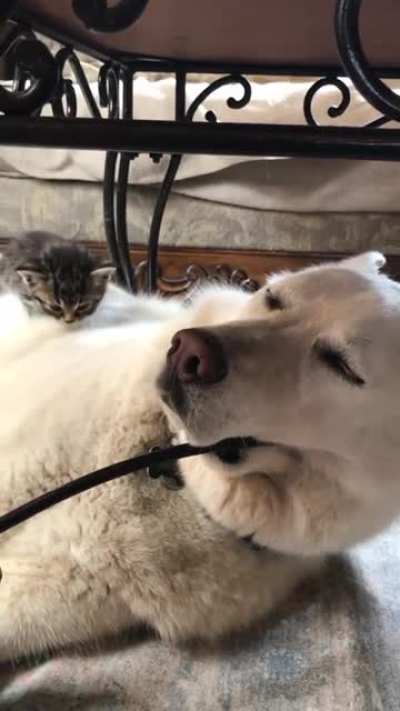 Hold still dog, I must climb you