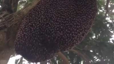 Bees creating a defense wave called &ldquo;shimmering&rdquo; to ward off wasps