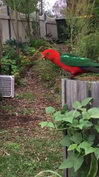Old video I took having no clue what bird it was, just thought it looked beautiful. Now I understand I was so lucky.