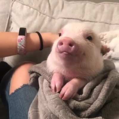 Look at this adorable piggy getting her hair brushed