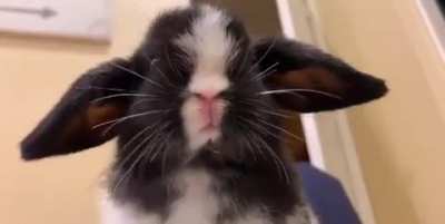 Felix has Yoda ears🪐✨