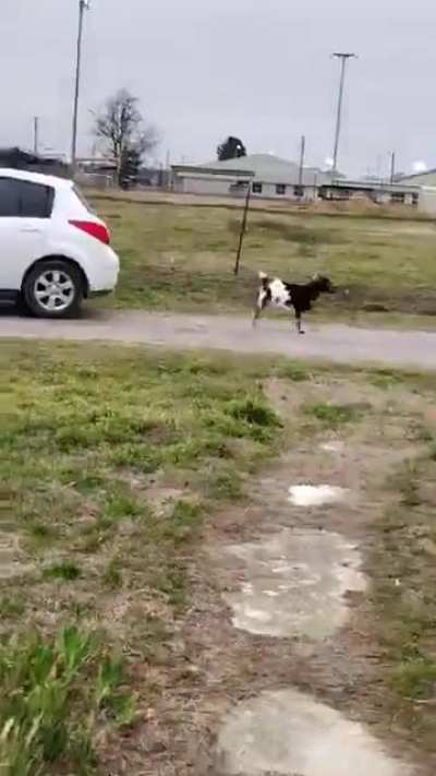 What da goat doin’?