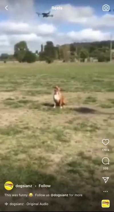 Catch the drone?