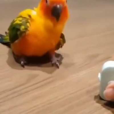 Paraguaio 🐦🐦