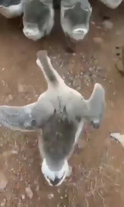 Модный гусь