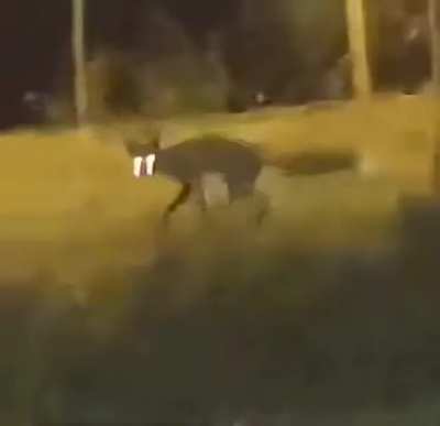 Shupacabra