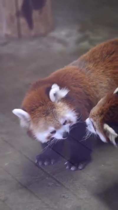 Red panda's are playing Together
