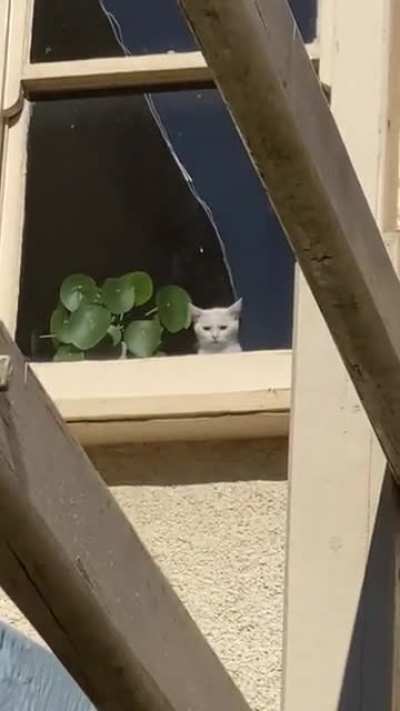 Left our kitten inside to go play with the neighbour&rsquo;s new puppies.. I think she&rsquo;s mad