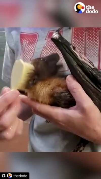 33 year old bat loves going for his morning &ldquo;flights&rdquo; (@ Bat World Sanctuary)