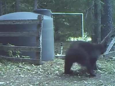 Cheap Bearsectomy