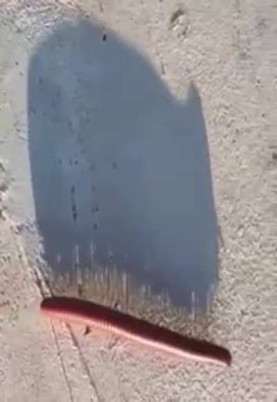 blursed_shadow