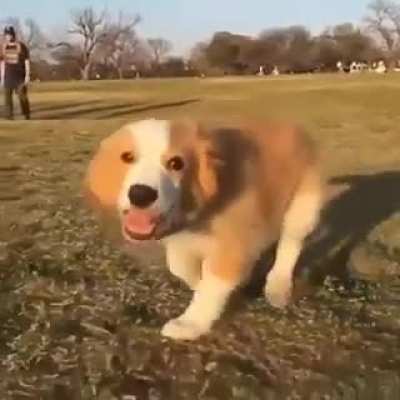The little fur baby is having fun!