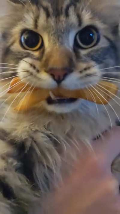 Котик
