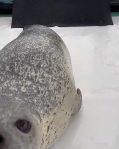 Daily Seal! I roll a wheel of all the seals I know and post my fav video of them! Today is.. Naomi!