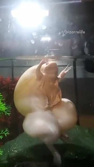 Squishy
