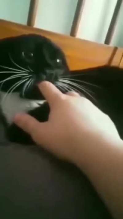 Fearsome cat...