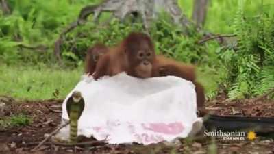 Orangutans protecting each other against the deadly threat