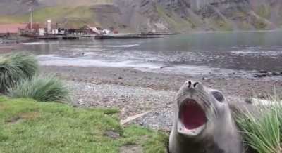 Seal making a cute noise