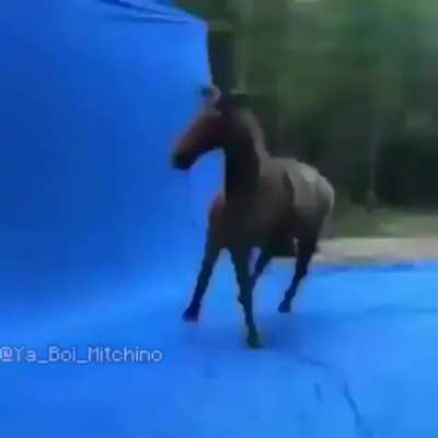 Caballo tactico
