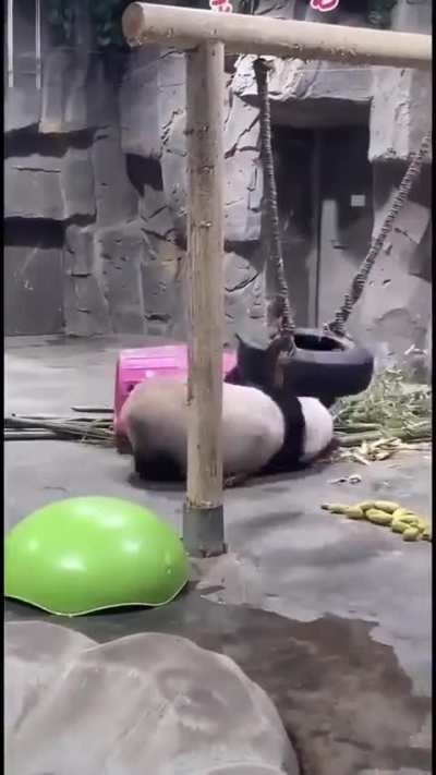 Suicidal Panda Wunks :( Don&rsquo;t Jump!
