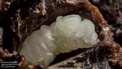 How larvae grows into a bee