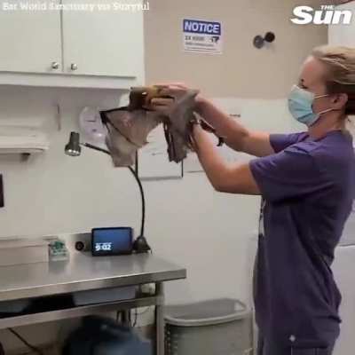 33-year-old fruit bat with arthritis goes on morning 'flights' to keep him active