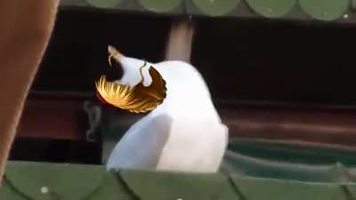 Problem Battler?