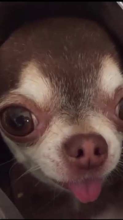 Chihuahua Fondue