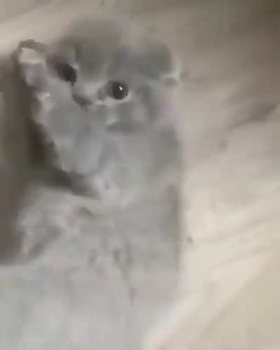 Blursed_CJcat