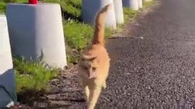 When the approach is imminent, the tail goes up
