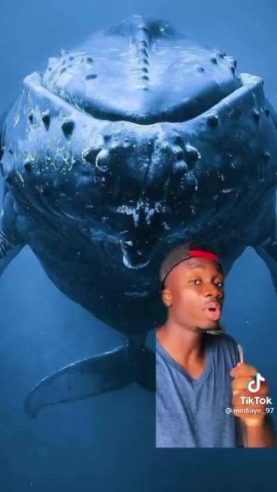 An animal that will stand up to orcas